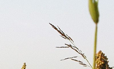 Discover Something New